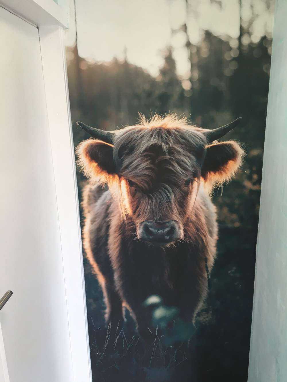 Young Scottish highlander