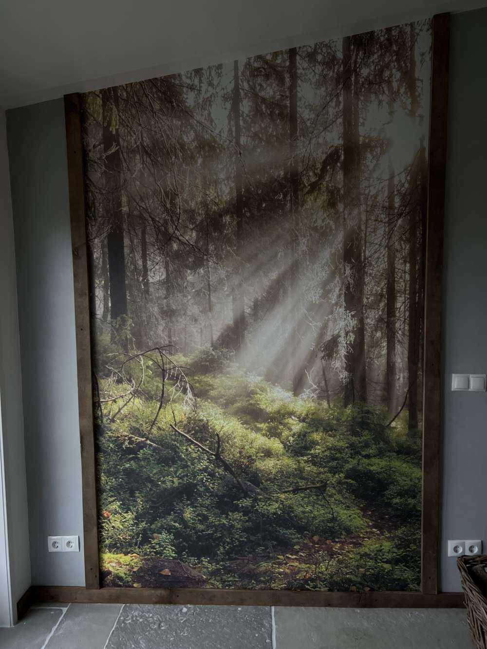 Høstskog med solskinn