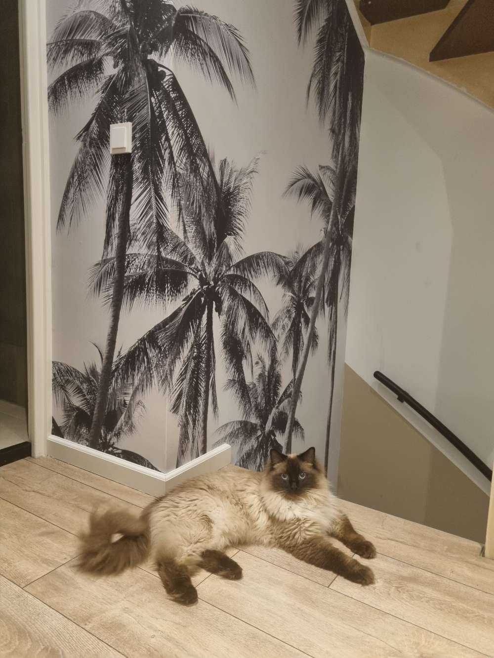 Palmer i svart og hvitt