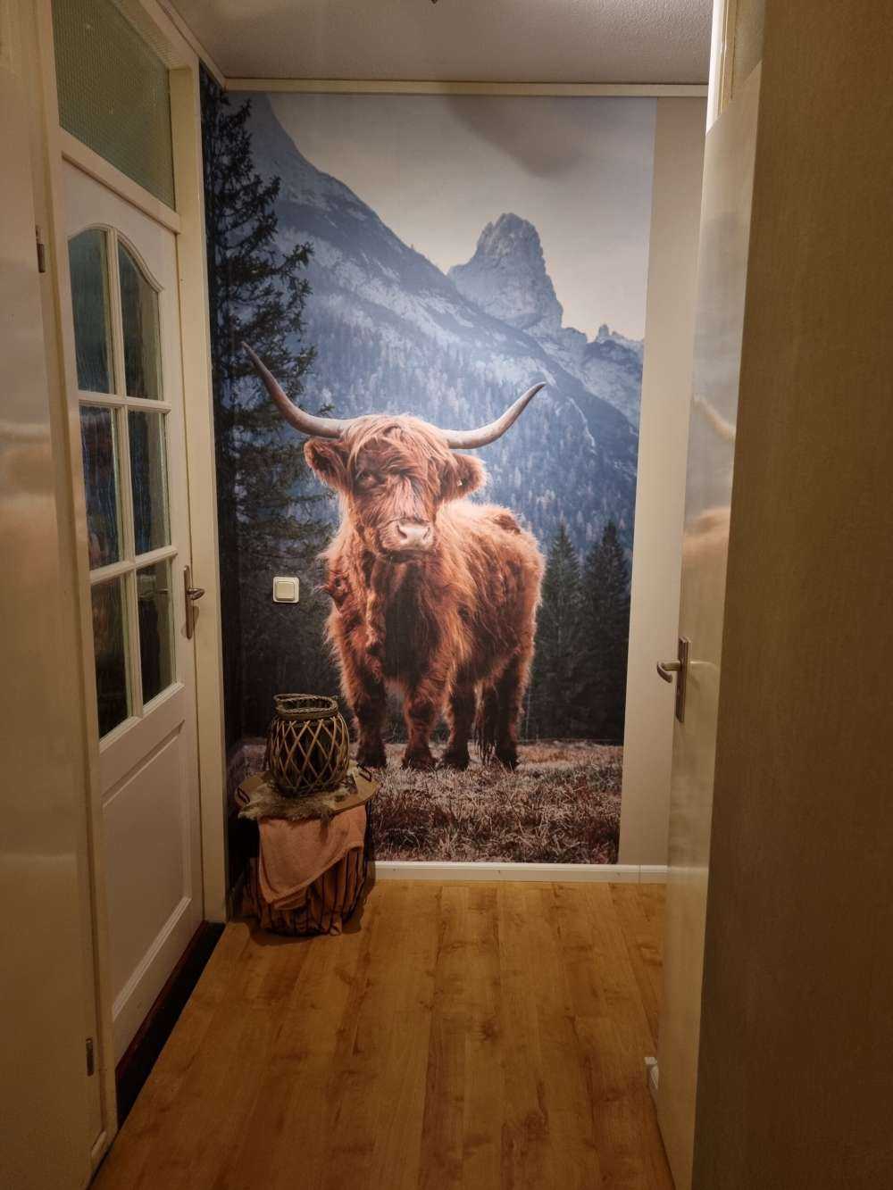 Det skotske høylandet blant trærne