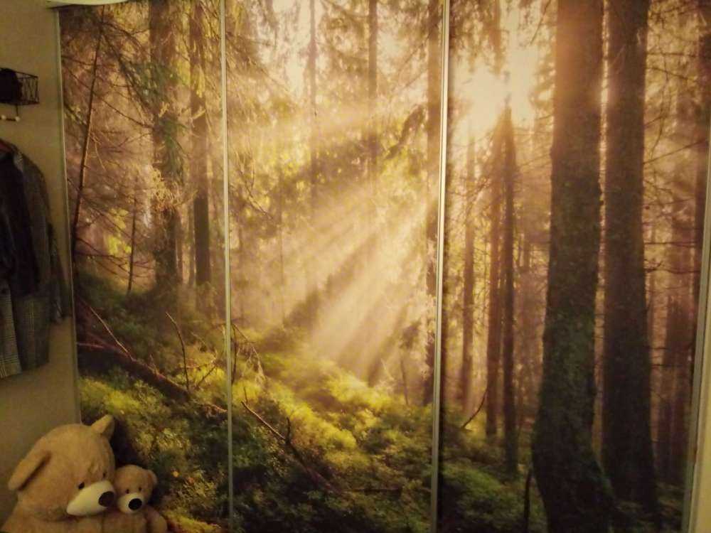 Høstskog med solskinn