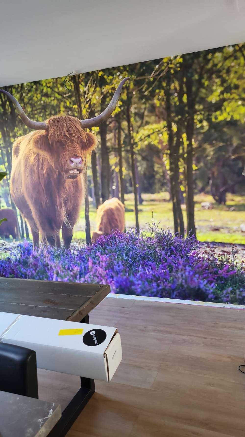 højlanders i naturreservat