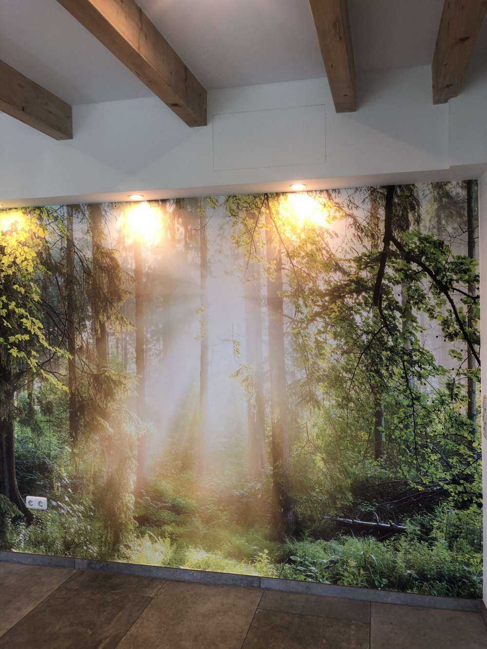 Skovlandskab ved solopgang