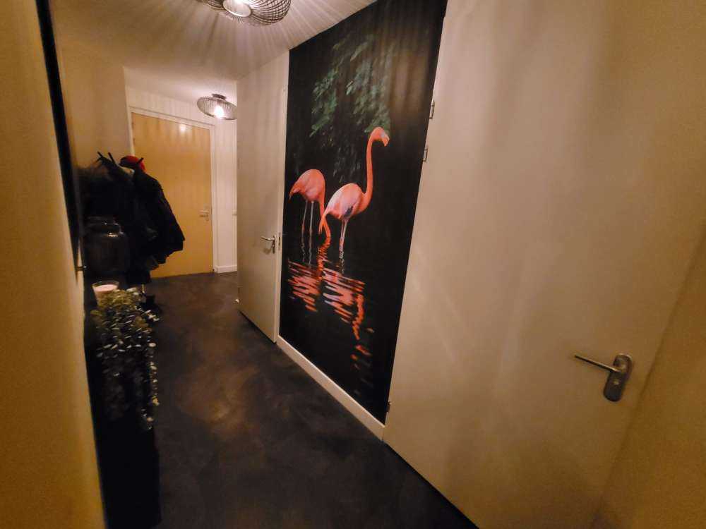 Två karibiska flamingor
