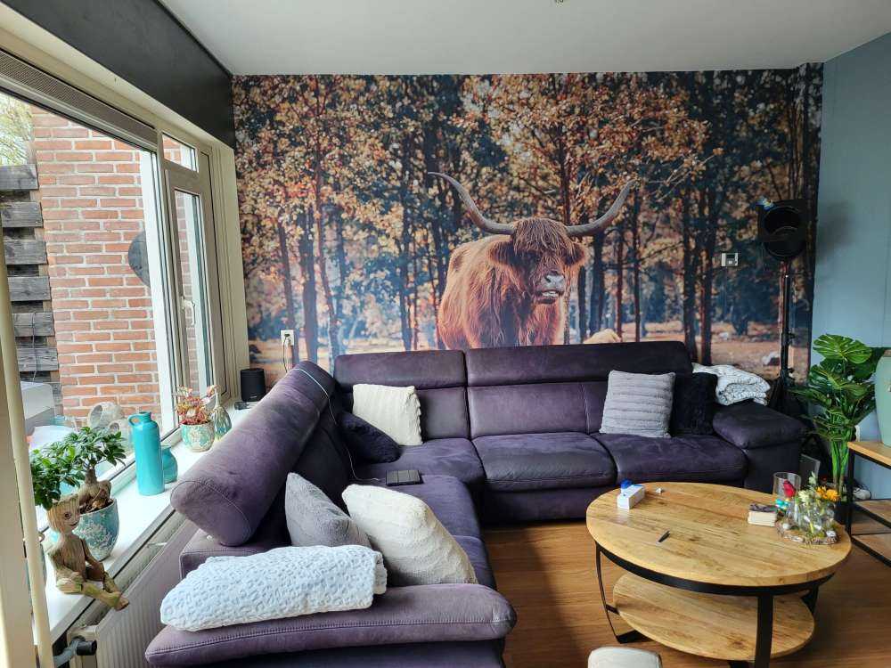 Skotsk høylander i utkanten av skogen