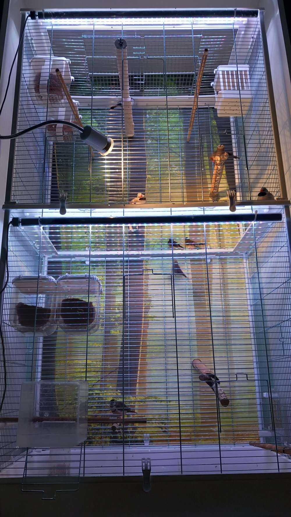 Morgensol blant trærne