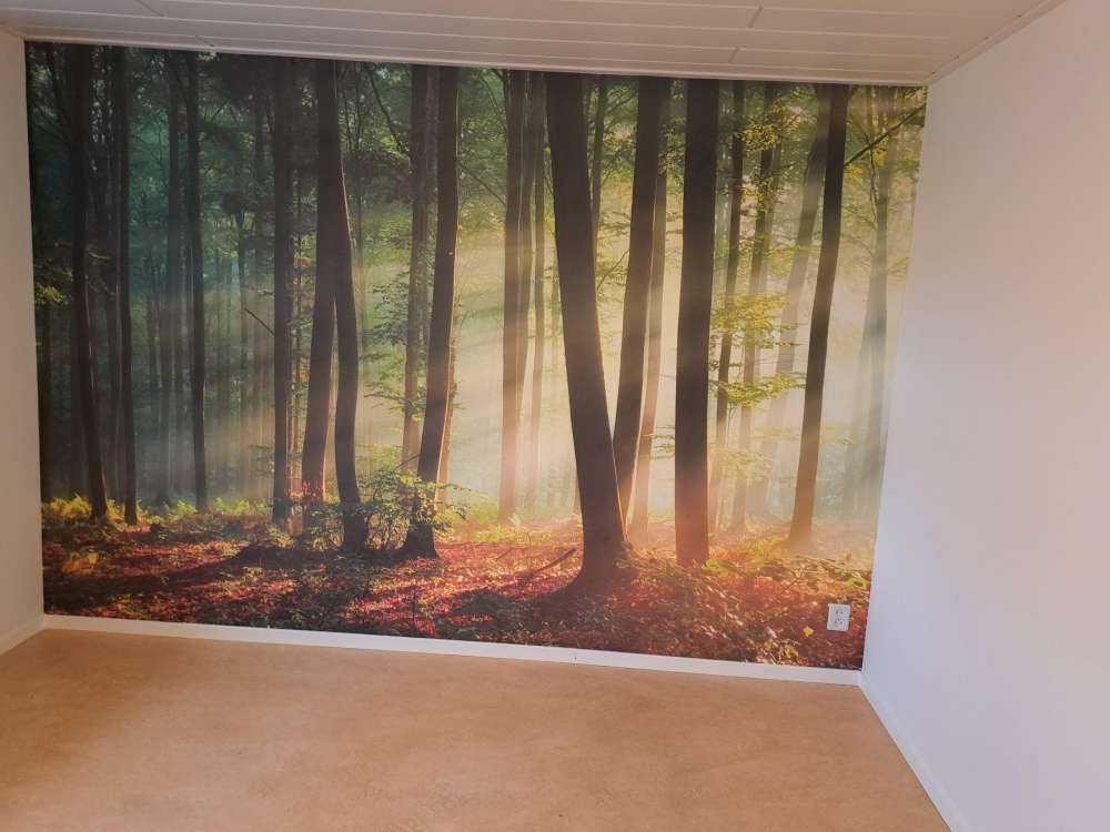 Morgonsol blockerar träden