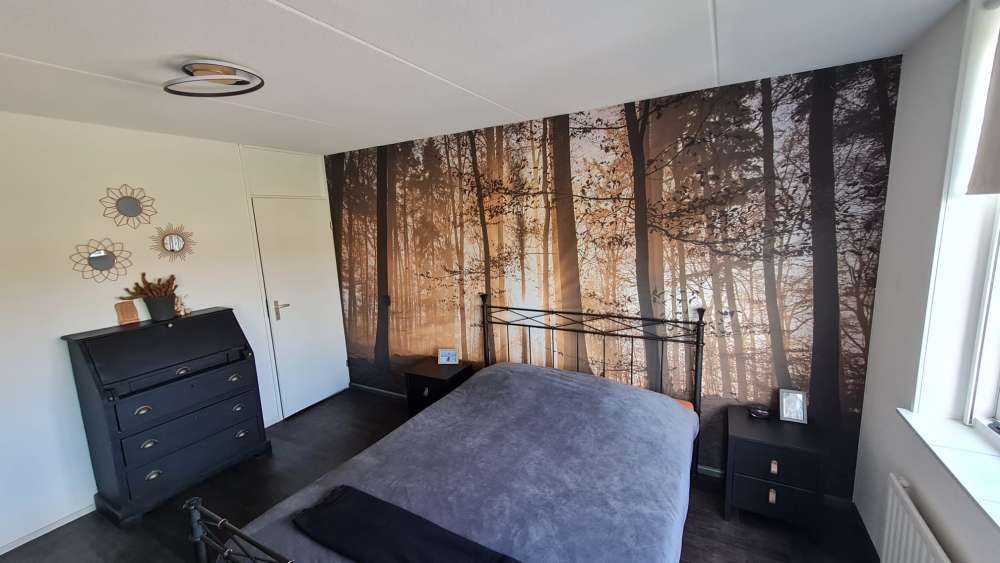 Solsken i en dimmig skog
