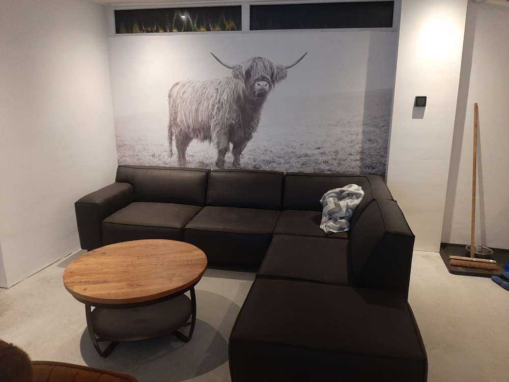 Scottish højlander i græsset