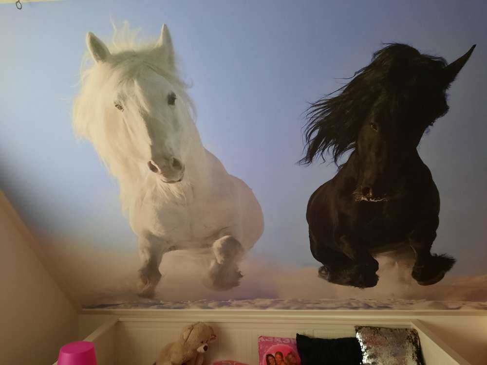 Hvit og en svart hest