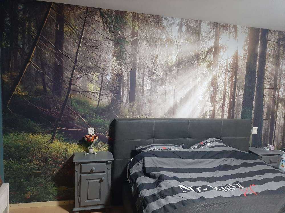 Høstskog med solskinn