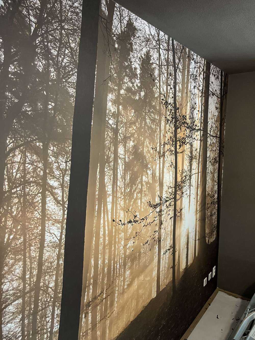 Solskinn i en tåkete skog