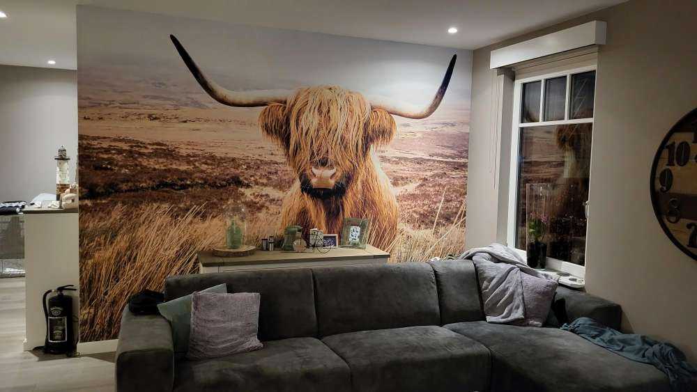 Scottish højlander med siv