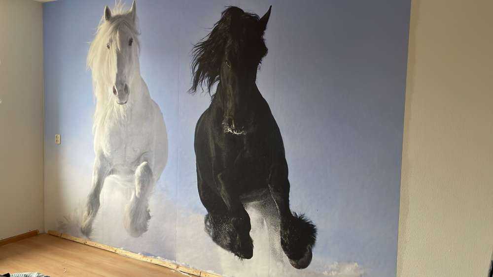 Hvit og en svart hest