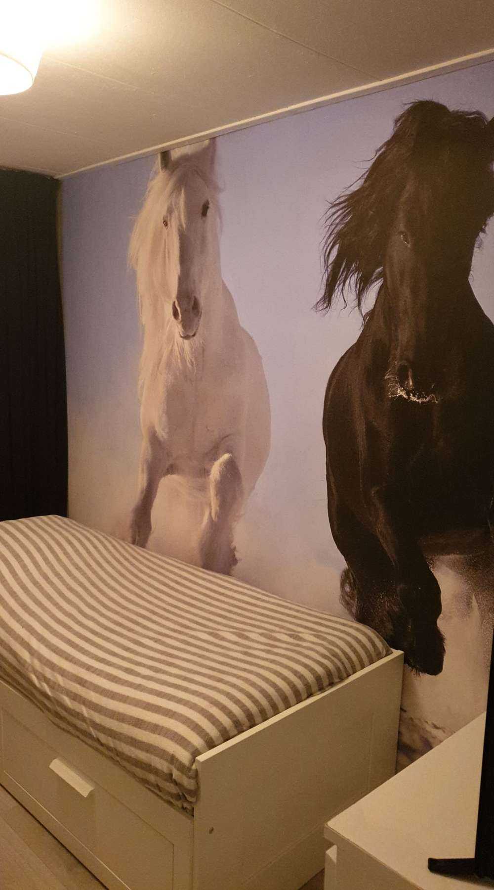 Hvit og en svart hest