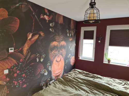 Tropical Chimpanzee