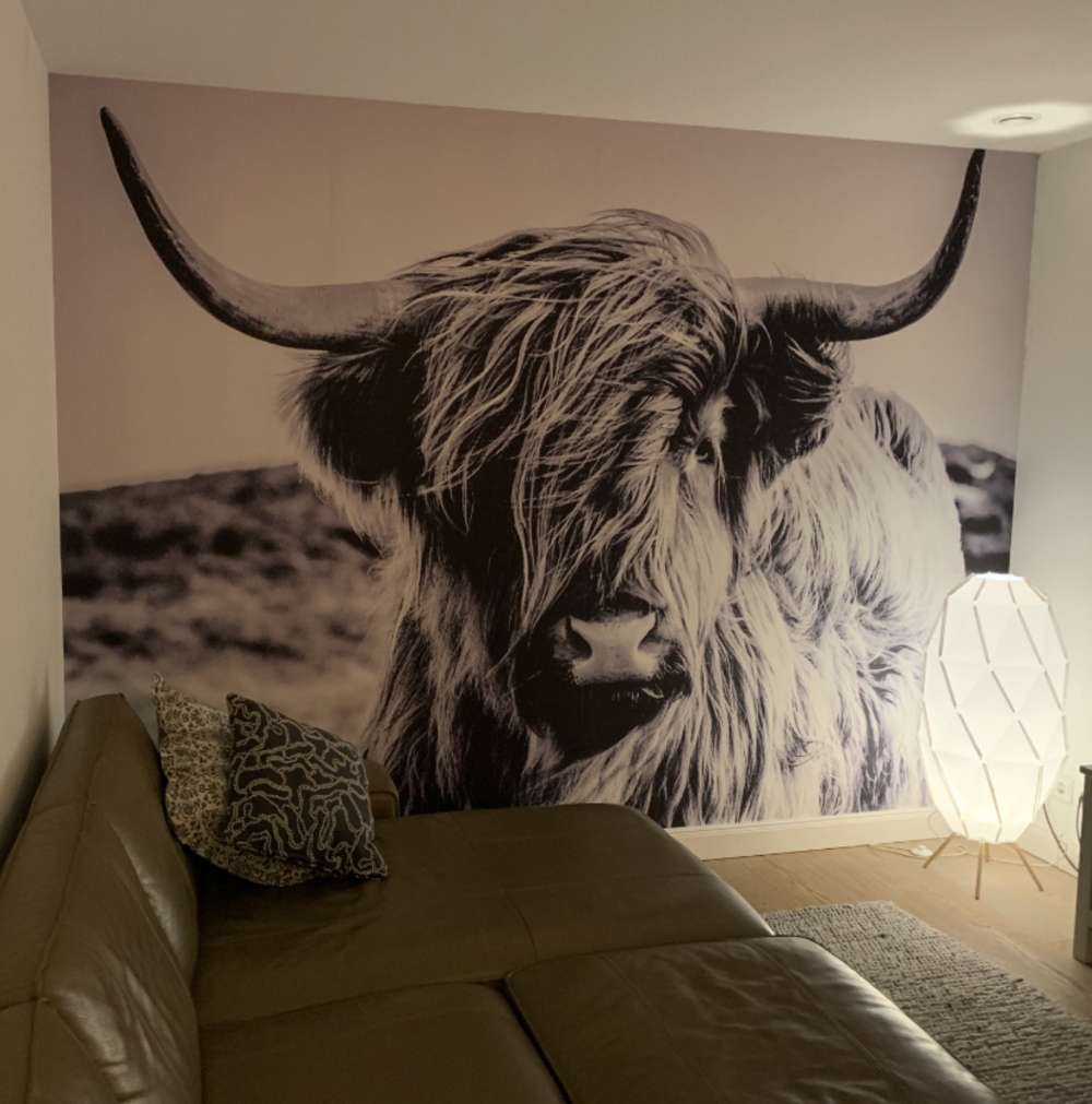 Scottish højlander i sort og hvid