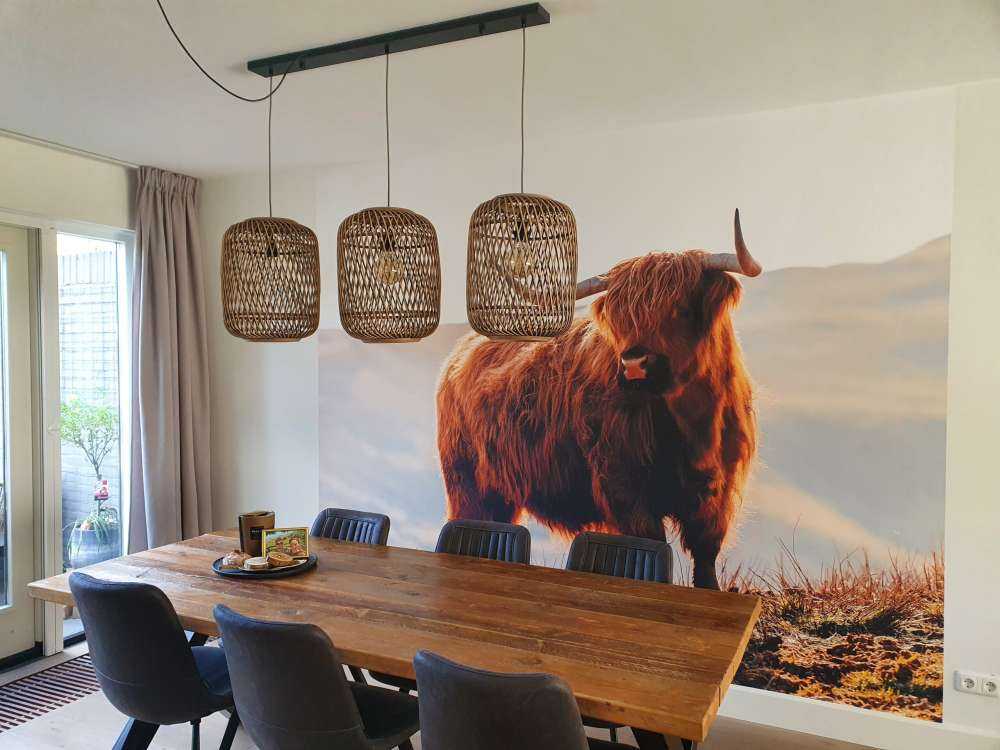 Skotsk højlander på en bakke