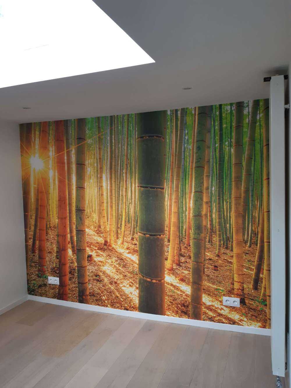 Bambuskog i soluppgång