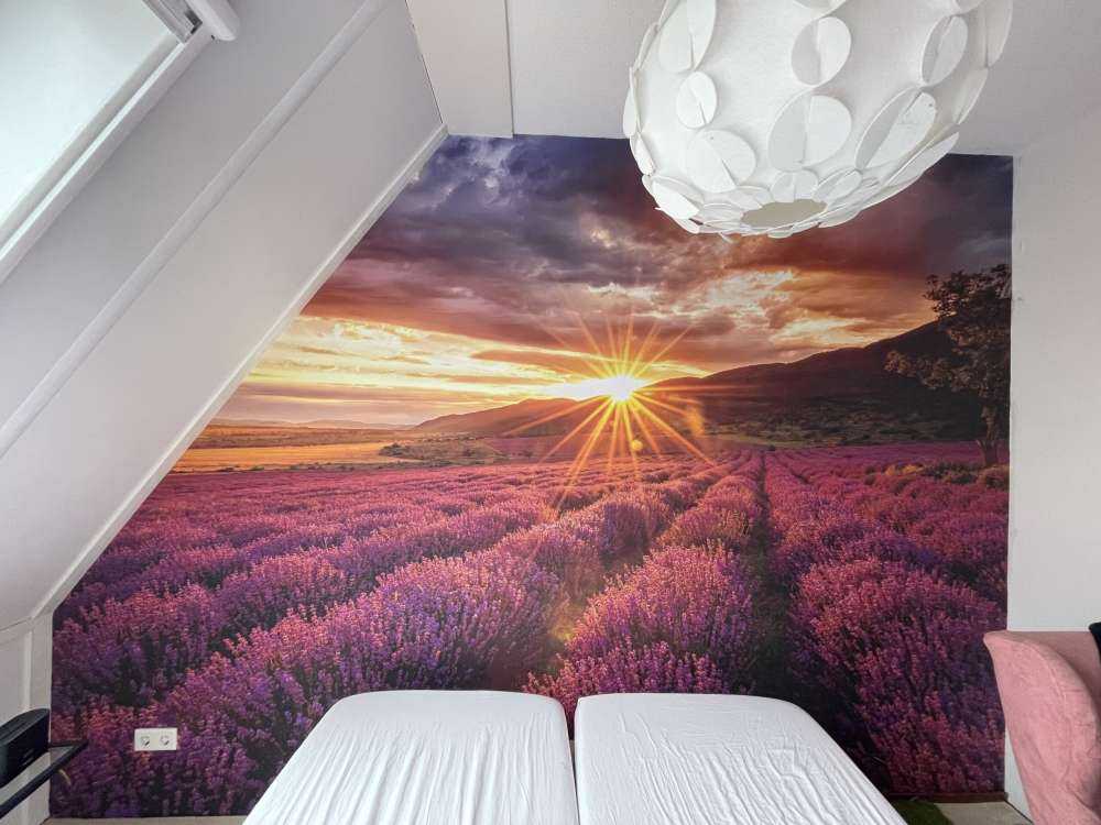 Lavendel under solen