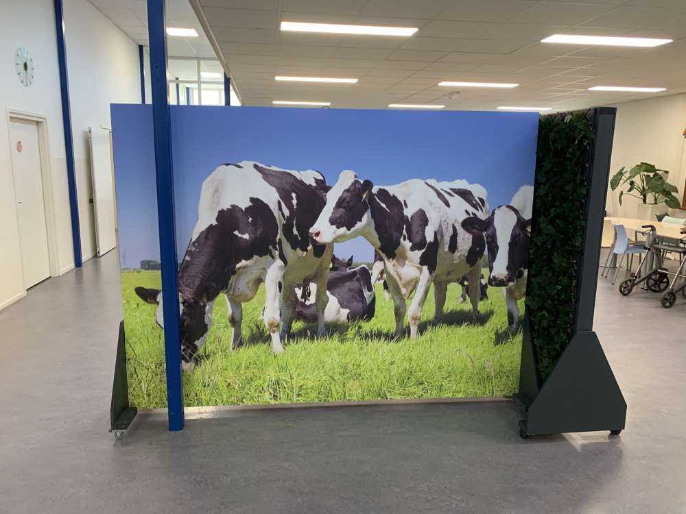 Fototapet køer