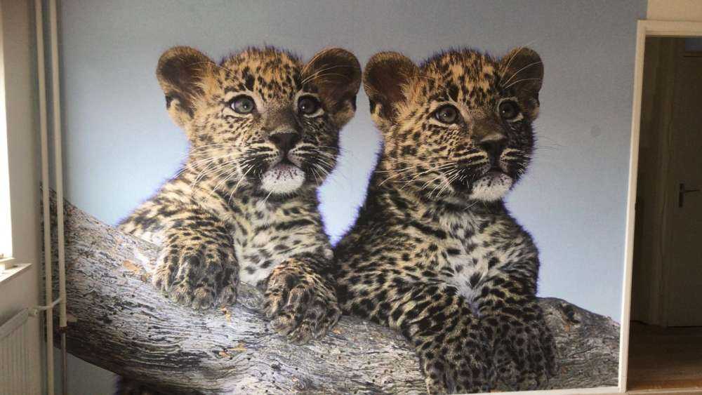 Små leoparder