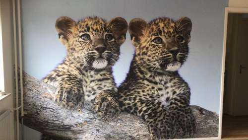 Små leoparder