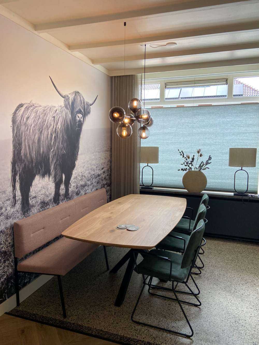 Scottish højlander i græsset