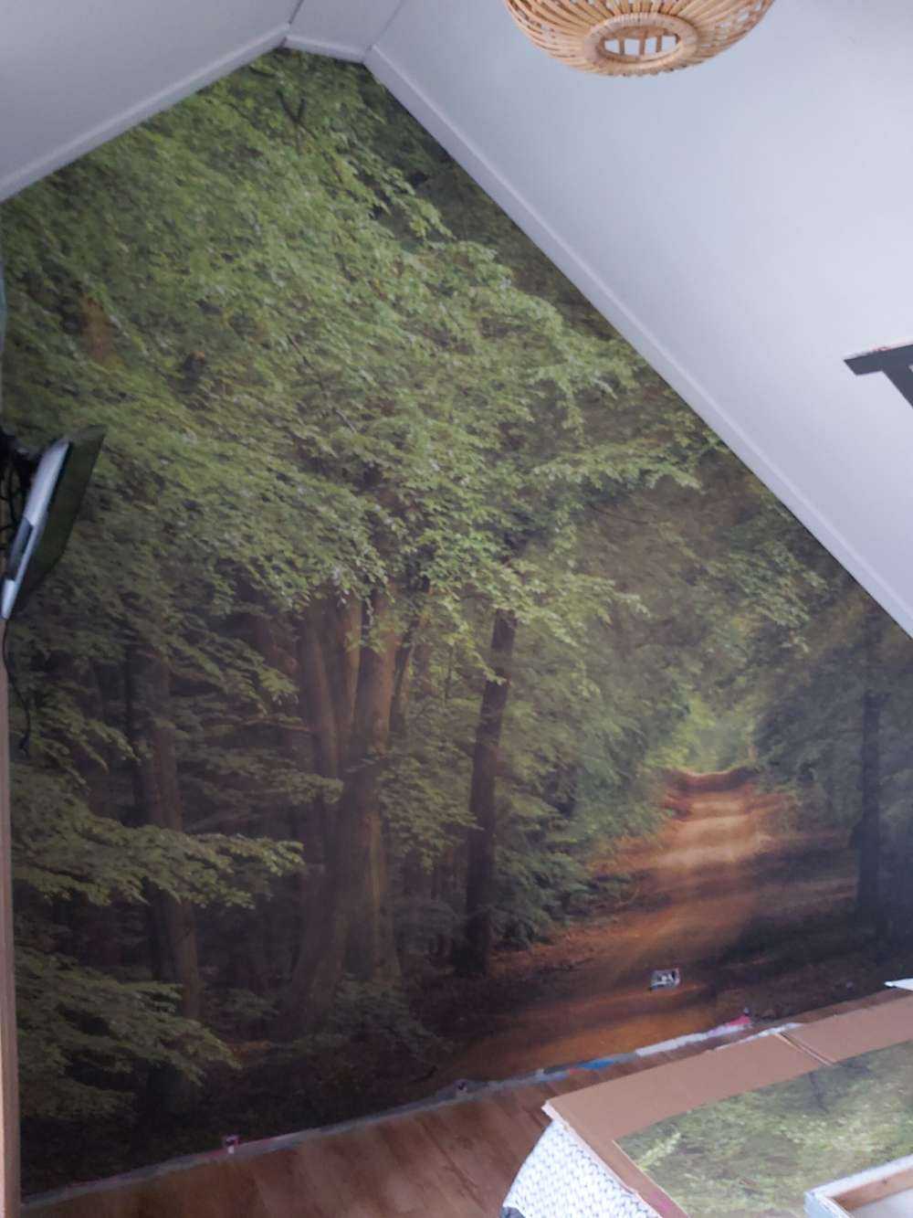 Tudse i skov med solstråler