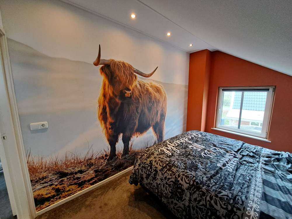 Skotsk højlander på en bakke