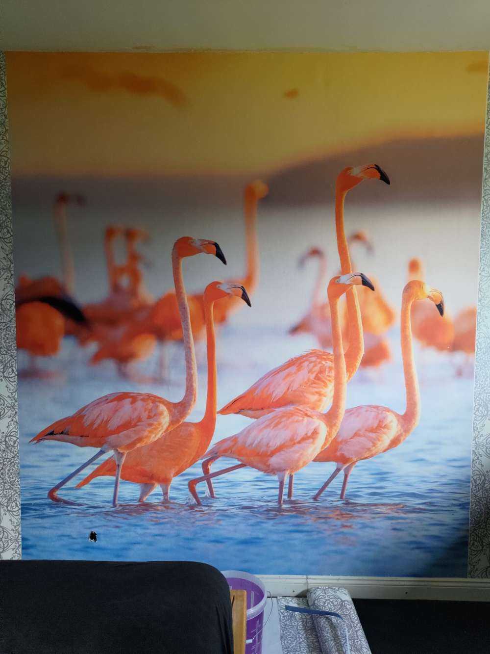 Stirande flamingos