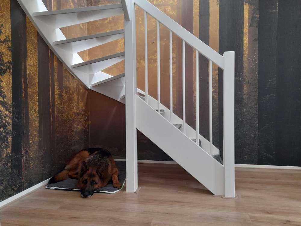 Soloppgang på vei gjennom skogen