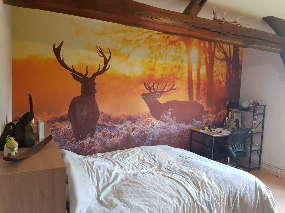 Herten bij zonsondergang