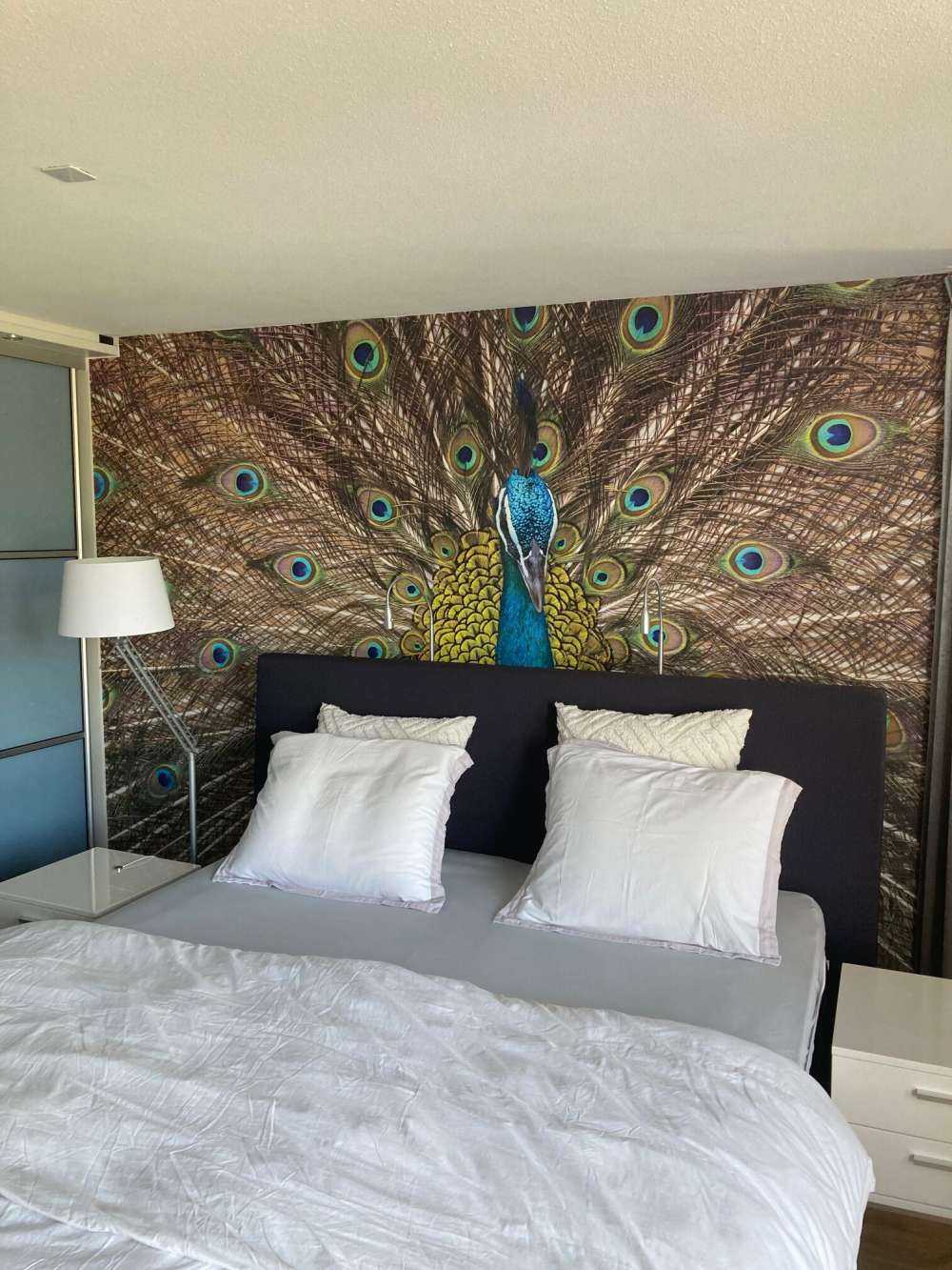 Påfugl med fyldte fjer