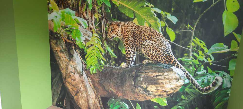 Leopard på en gren