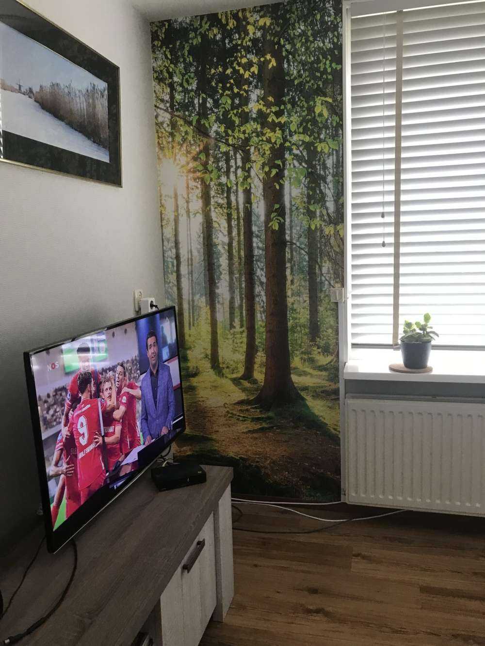 Solopgang i skoven