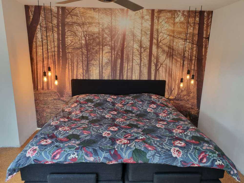 Skog med höga träd