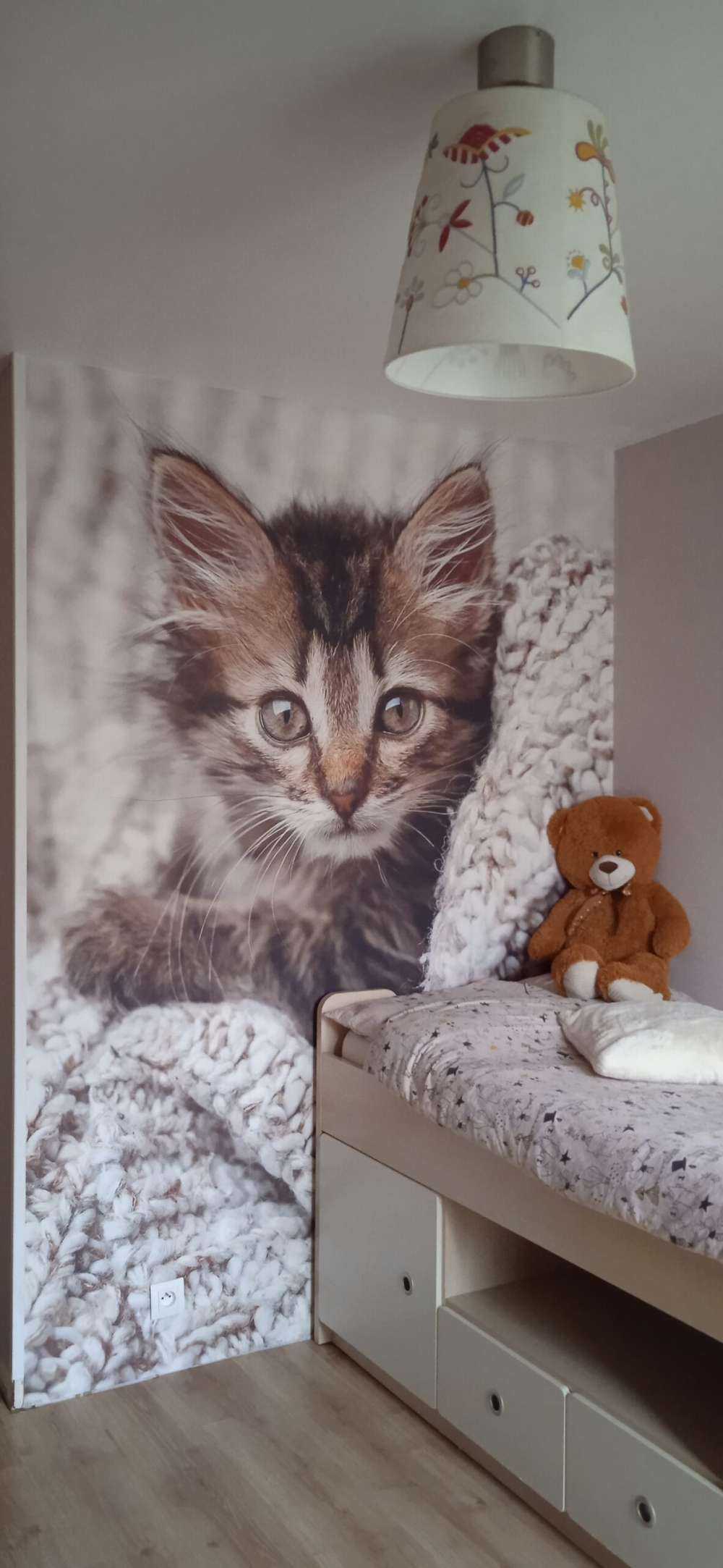Katt i en filt