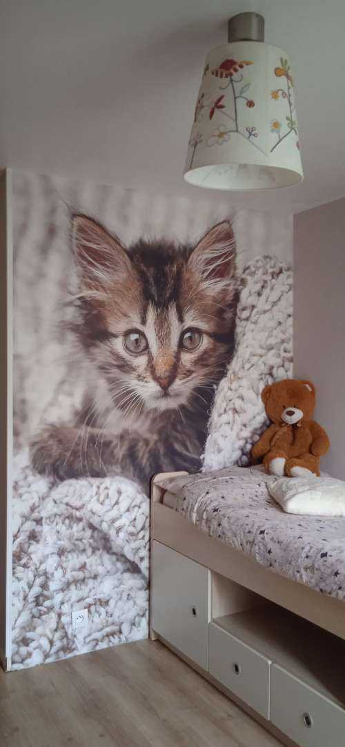 Katt i en filt