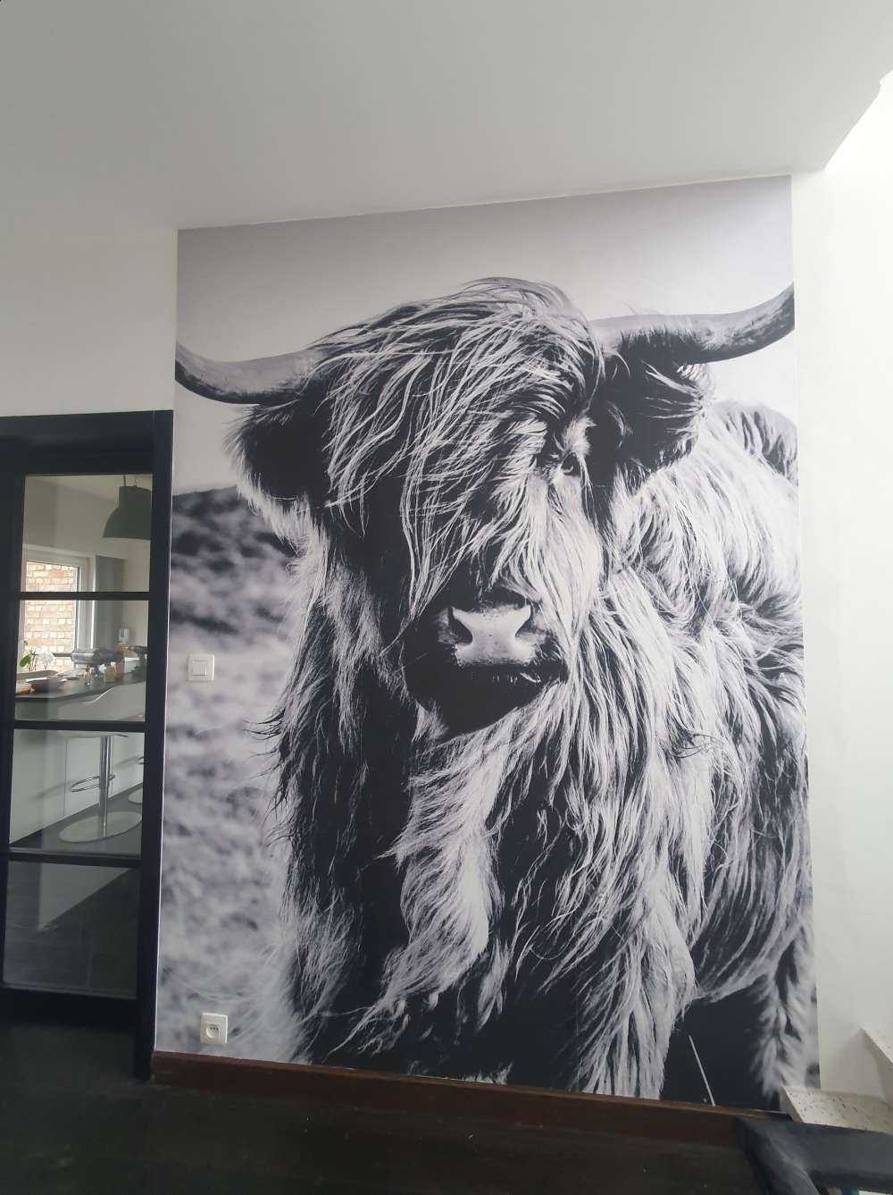 Scottish højlander i sort og hvid