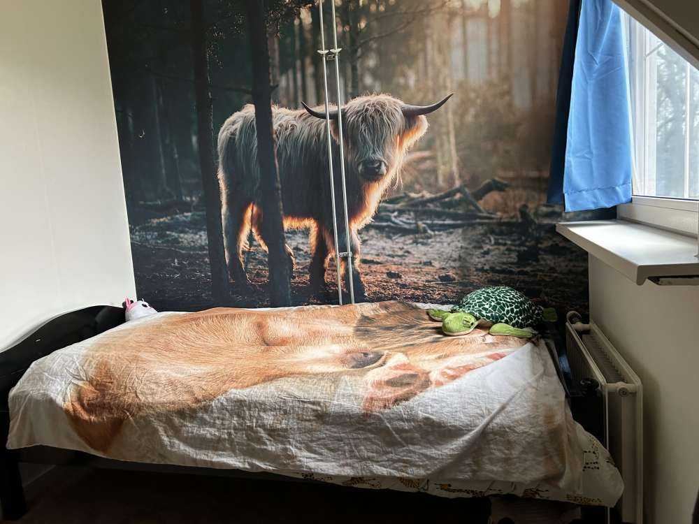 hvite skotske høylandet