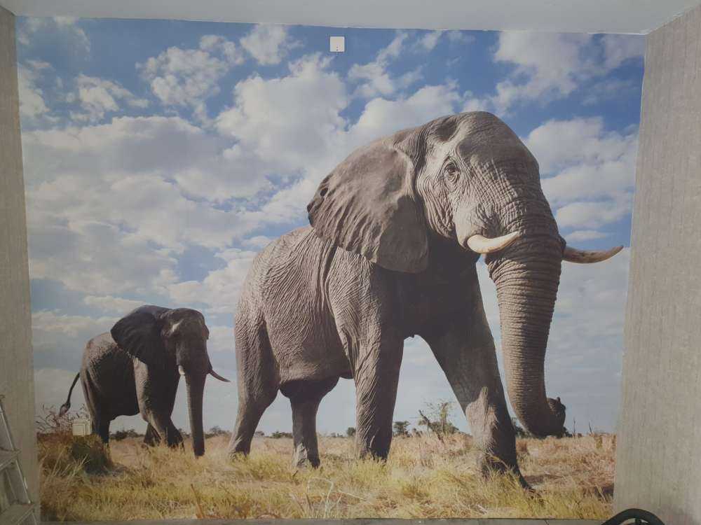 Passerende elefanter
