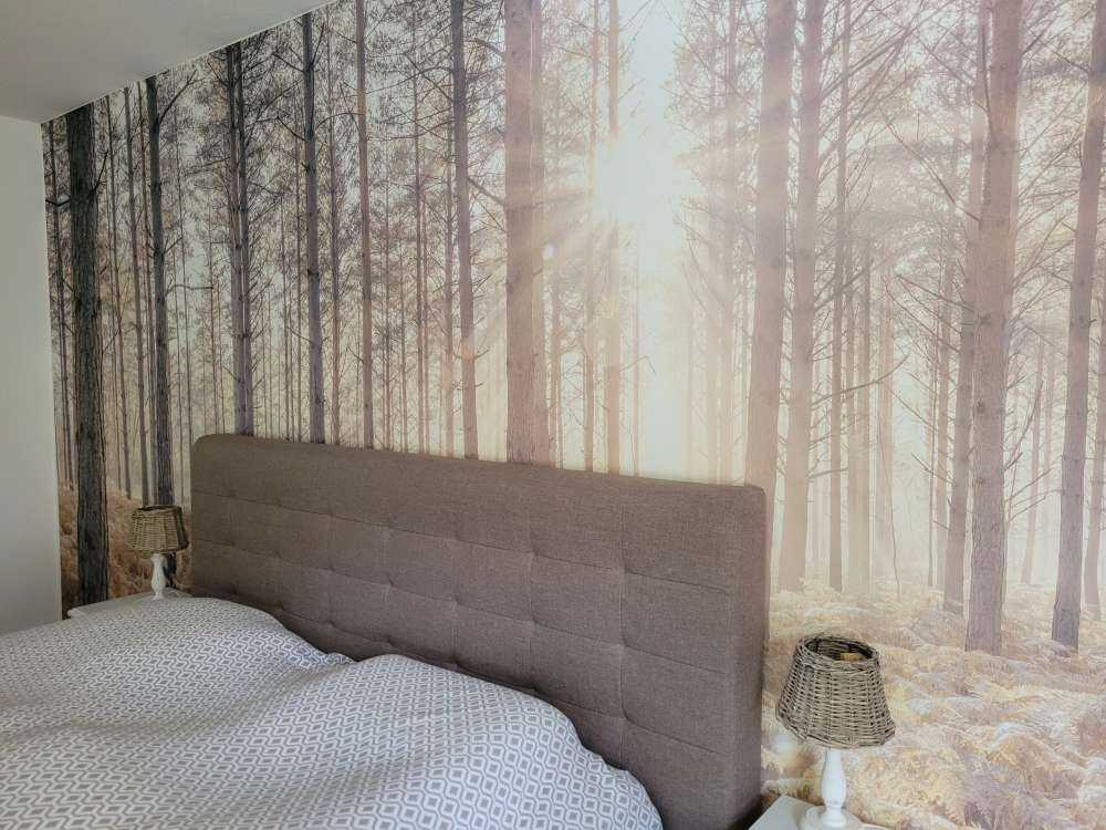 Solstrålar i den kalla skogen