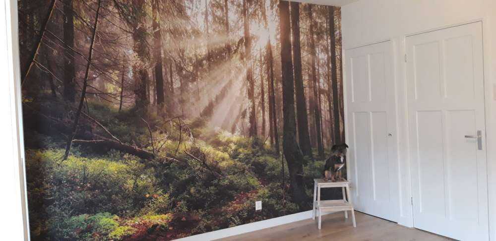Høstskog med solskinn