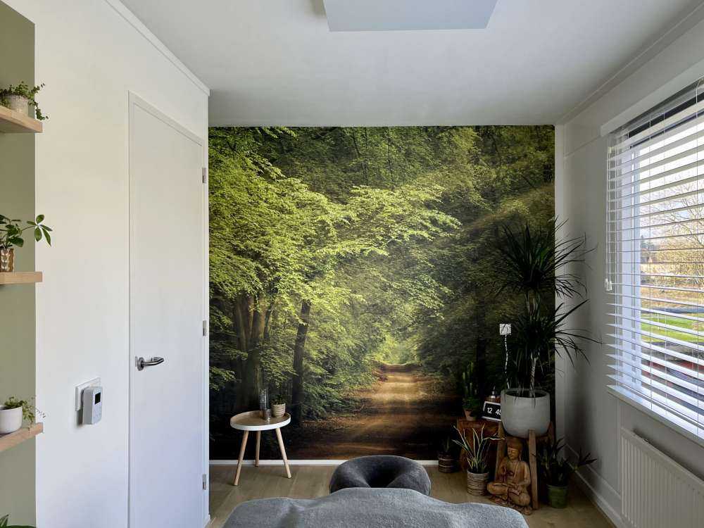 Padde i skogen med solstråler