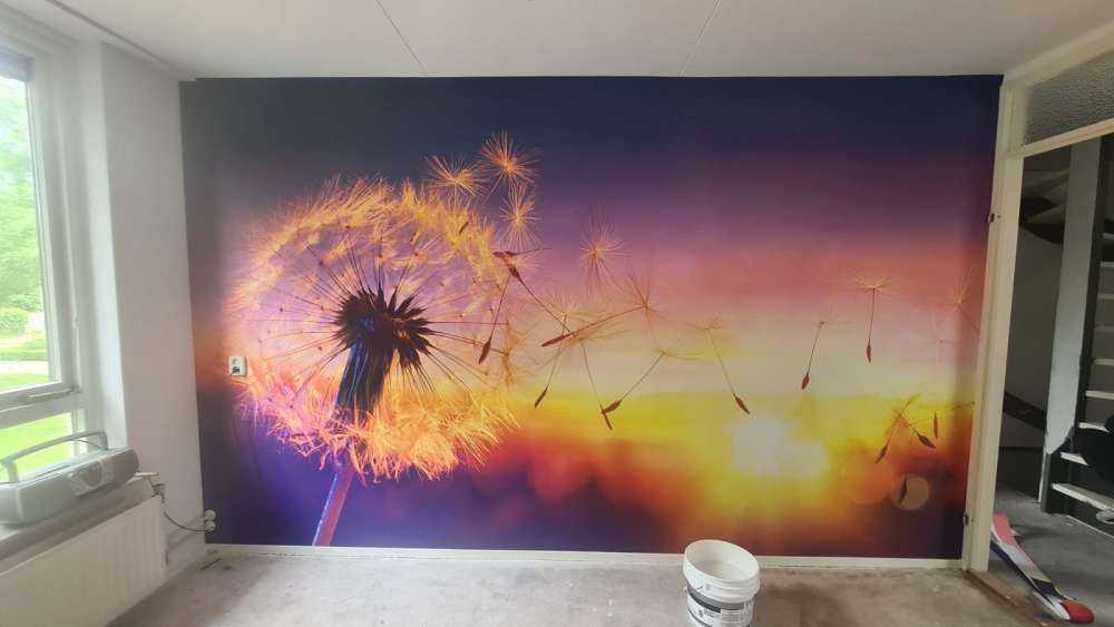 Mælkebøtte ved solnedgang