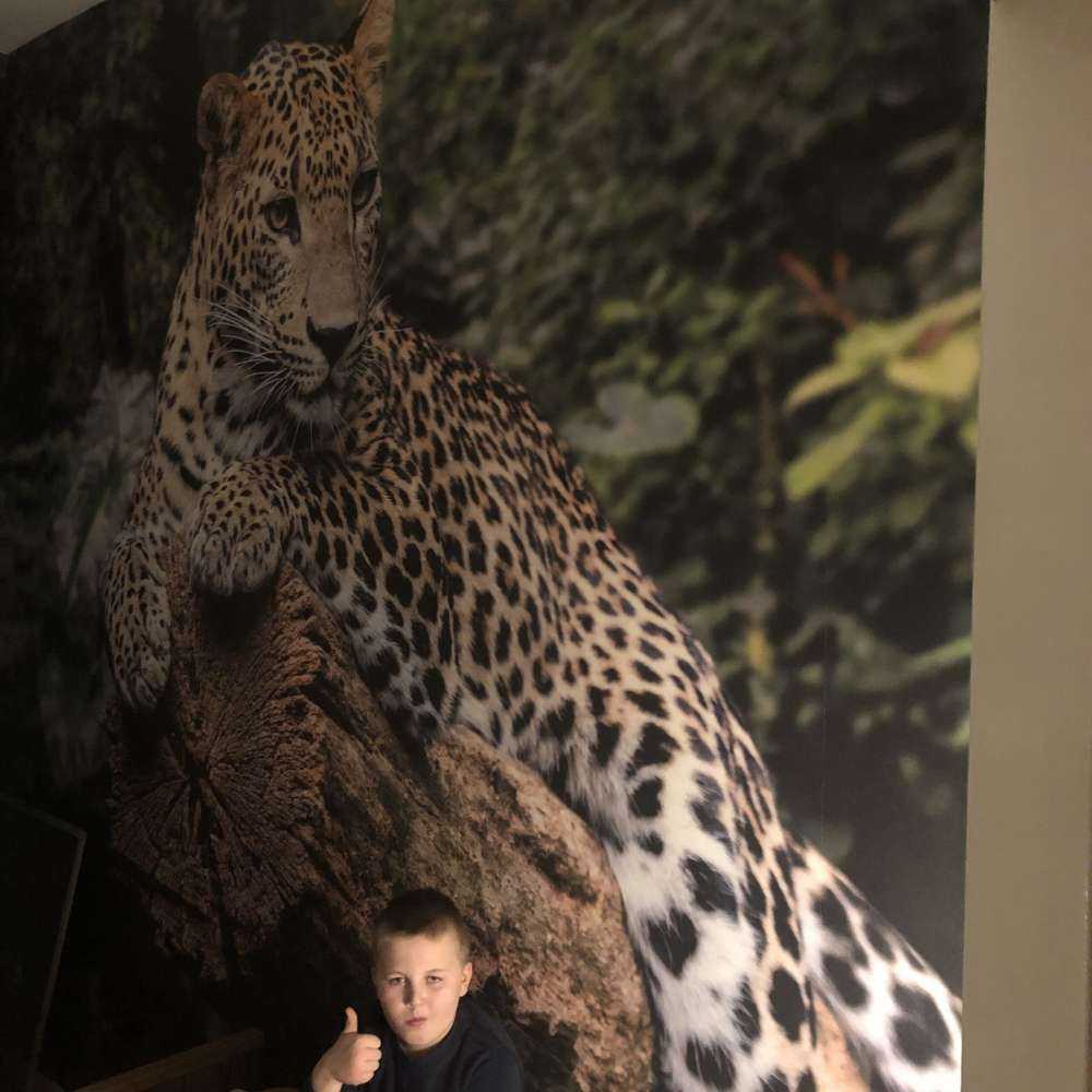 Leopard på träd