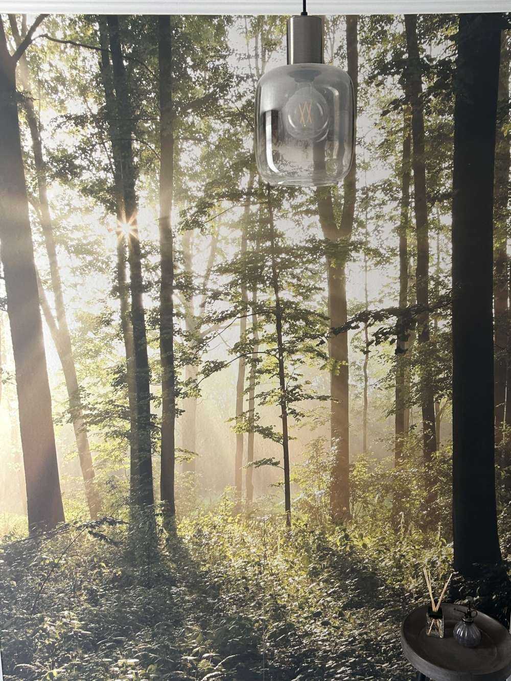 Dimmig lövskog
