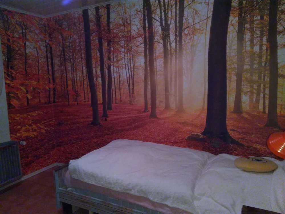 Höstmorgon i skogen