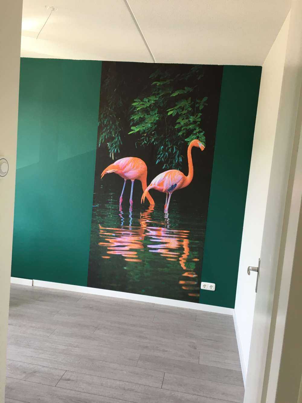 Två karibiska flamingor